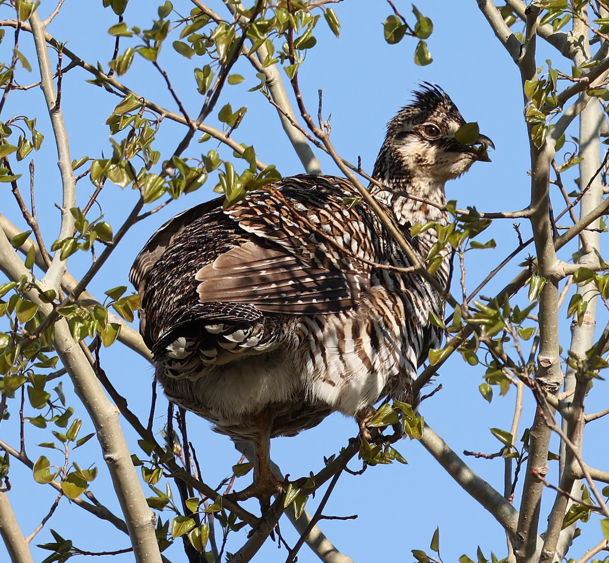 Gallo de las Praderas Grande - ML620309876