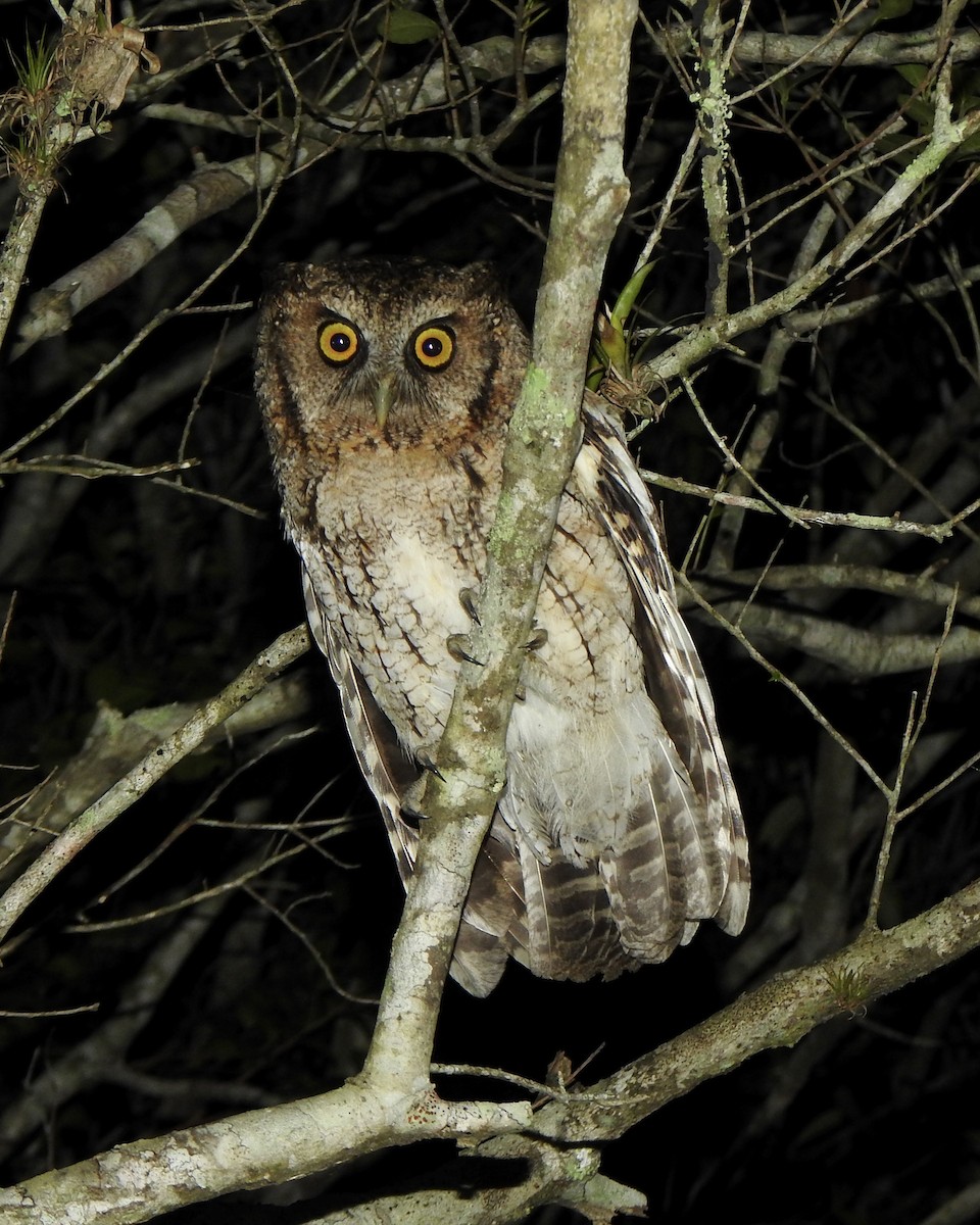 Black-capped Screech-Owl - ML620309881