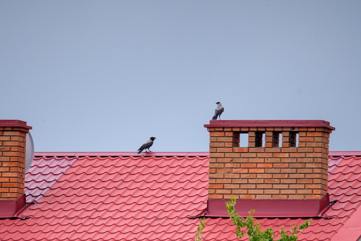 Hooded Crow - ML620309882