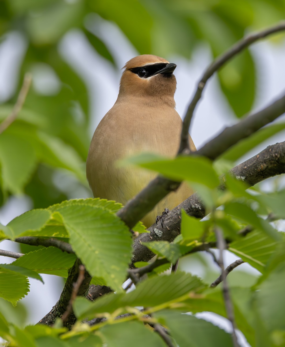 Cedar Waxwing - ML620309883