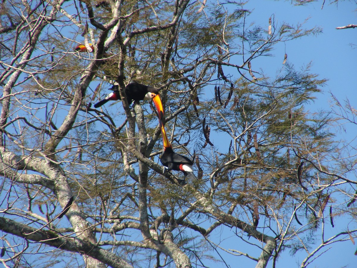 Toco Toucan - ML620309886