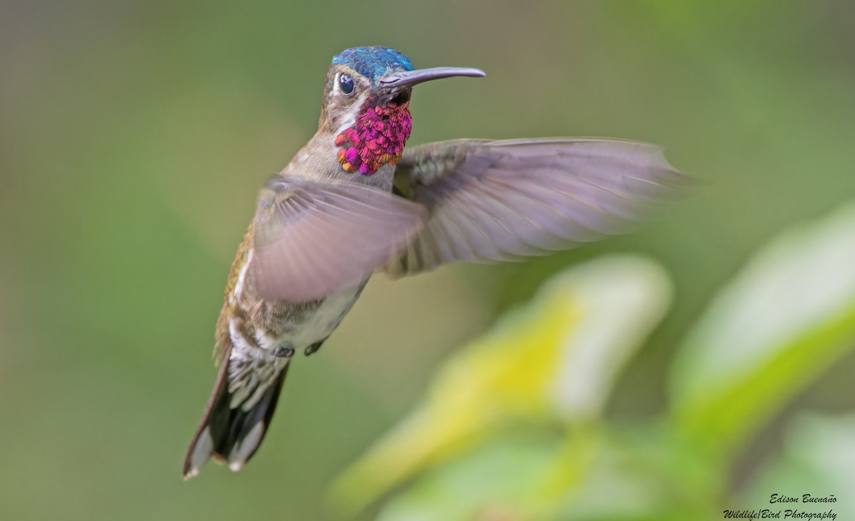kolibřík hvězdohrdlý - ML620309896
