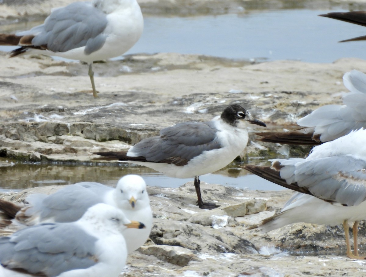 Franklin's Gull - ML620309897