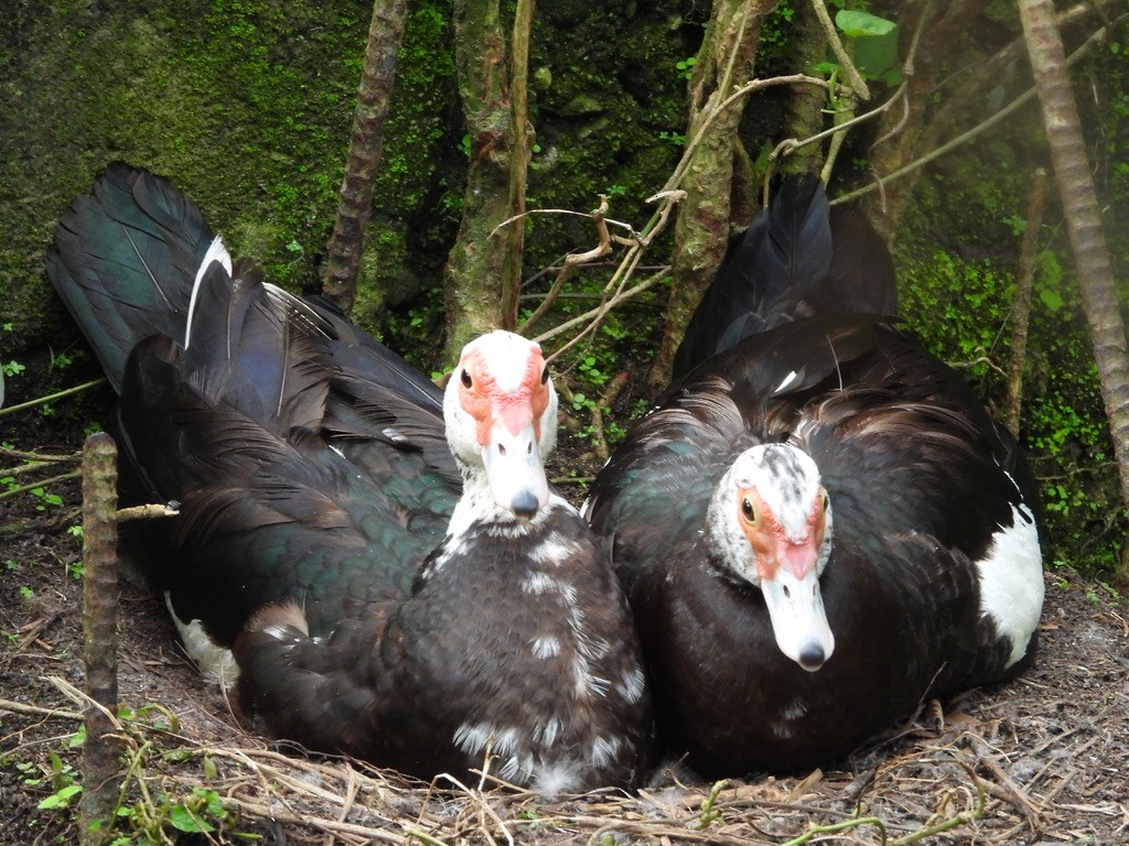 Muscovy Duck (Domestic type) - ML620309899