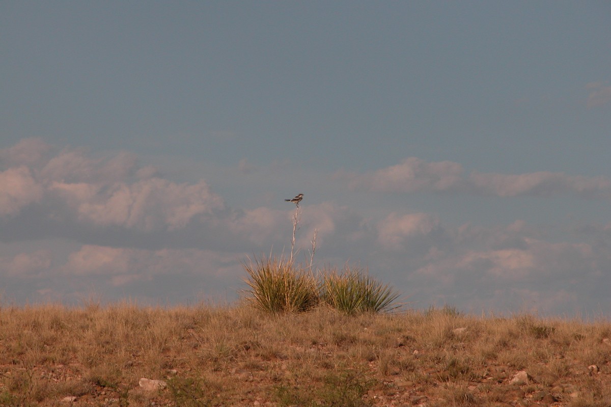 Pie-grièche migratrice - ML620309901