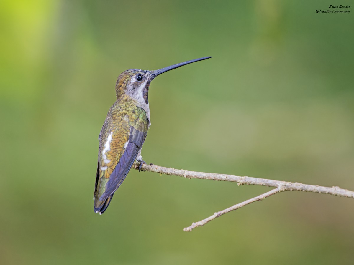 kolibřík hvězdohrdlý - ML620309902
