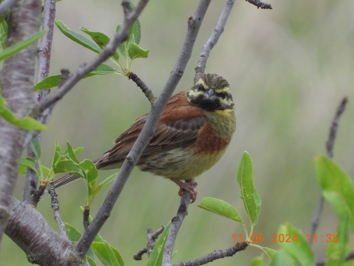 Cirl Bunting - ML620309914