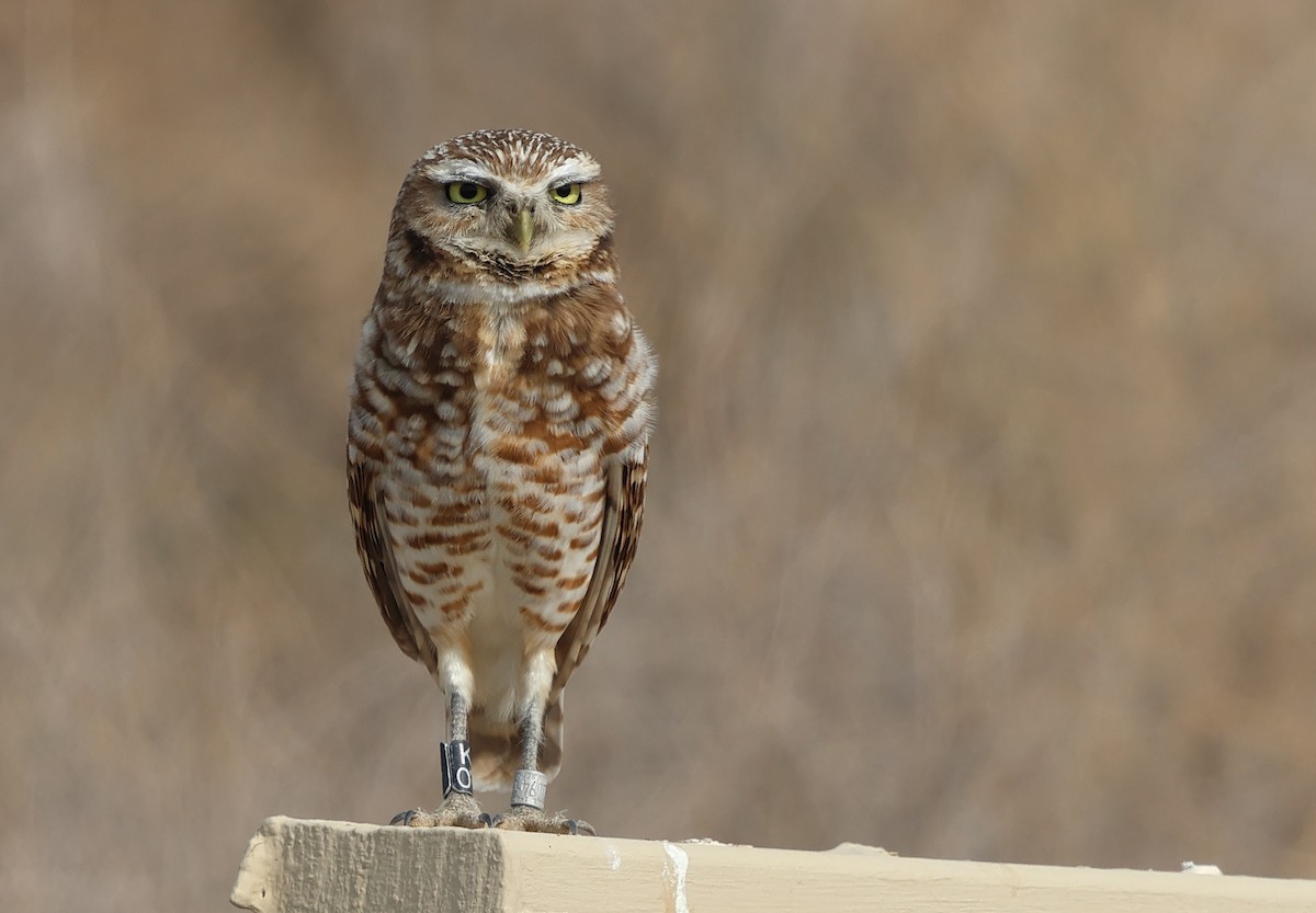Burrowing Owl - ML620309924