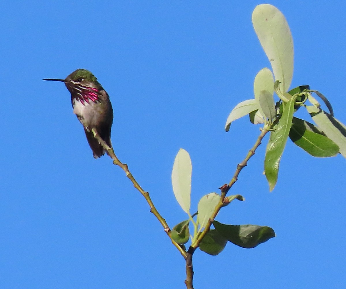 Calliope Hummingbird - ML620309928