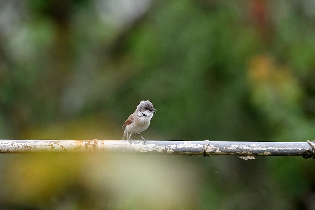 Curruca Zarcerilla - ML620309929