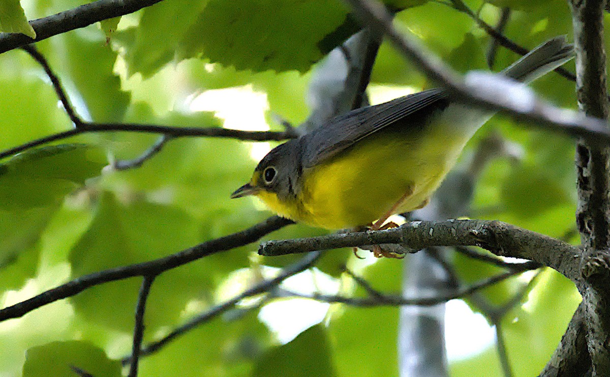 Canada Warbler - ML620309932