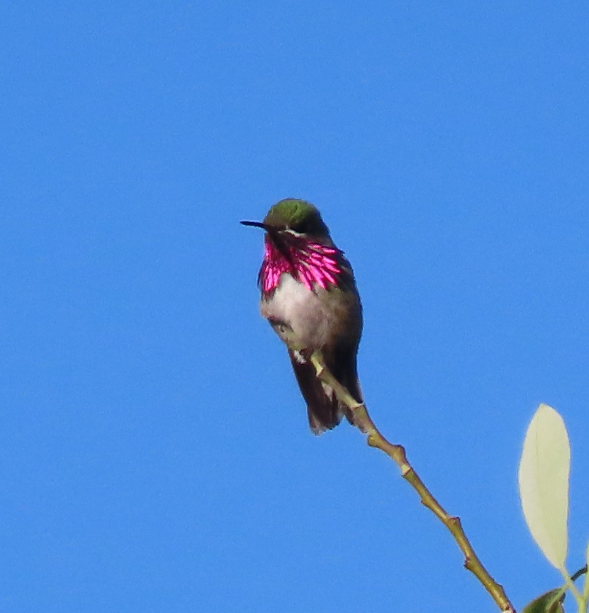 Calliope Hummingbird - ML620309936