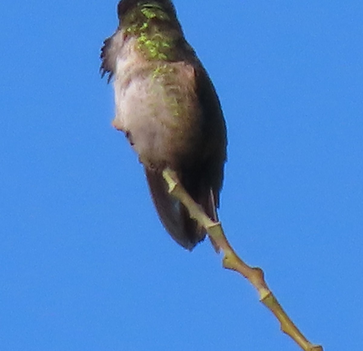 Calliope Hummingbird - ML620309943