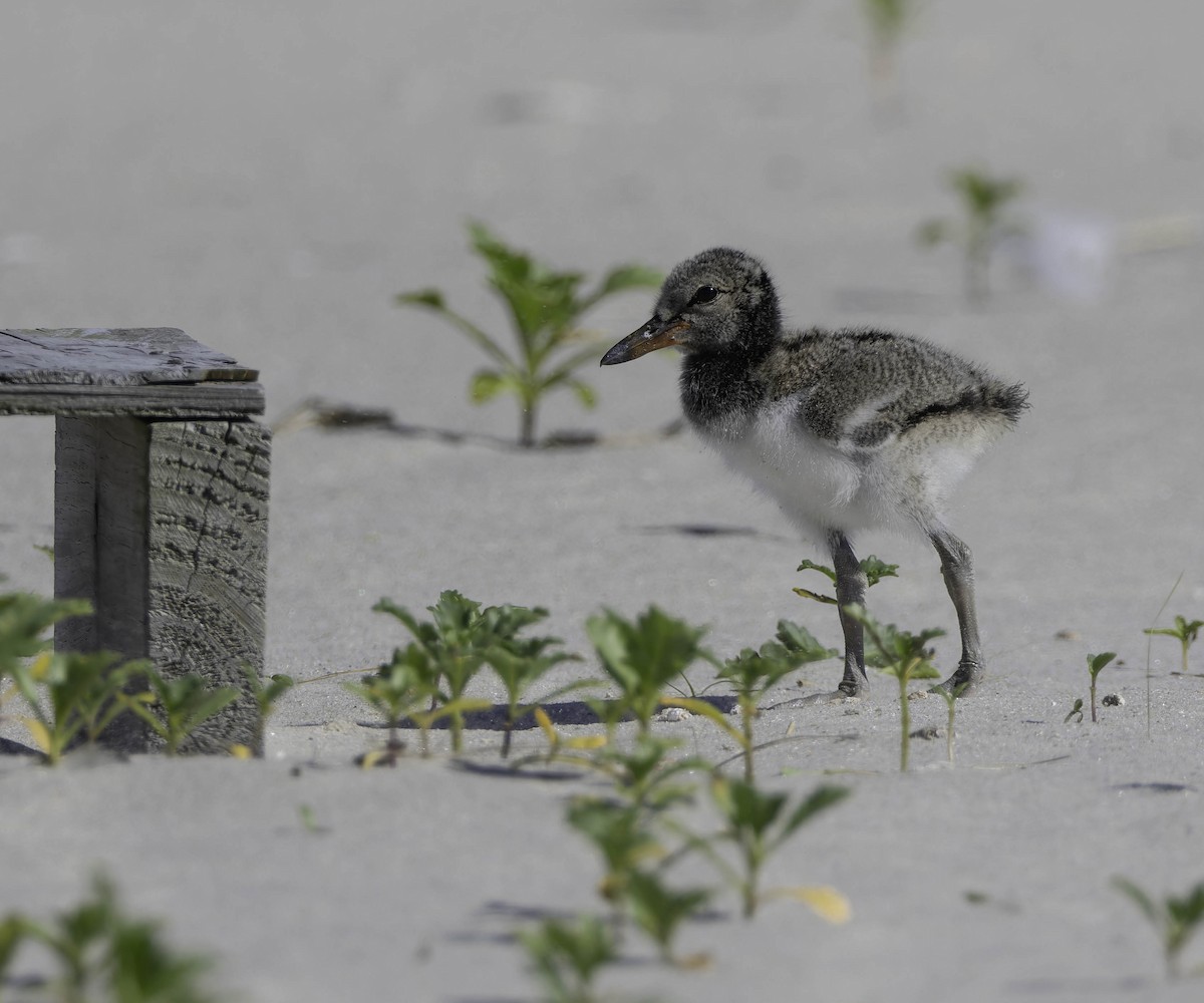 American Oystercatcher - ML620309944