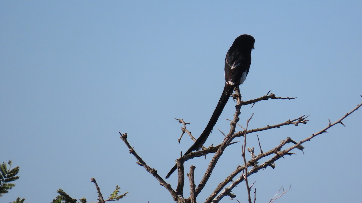 Magpie Shrike - ML620309950