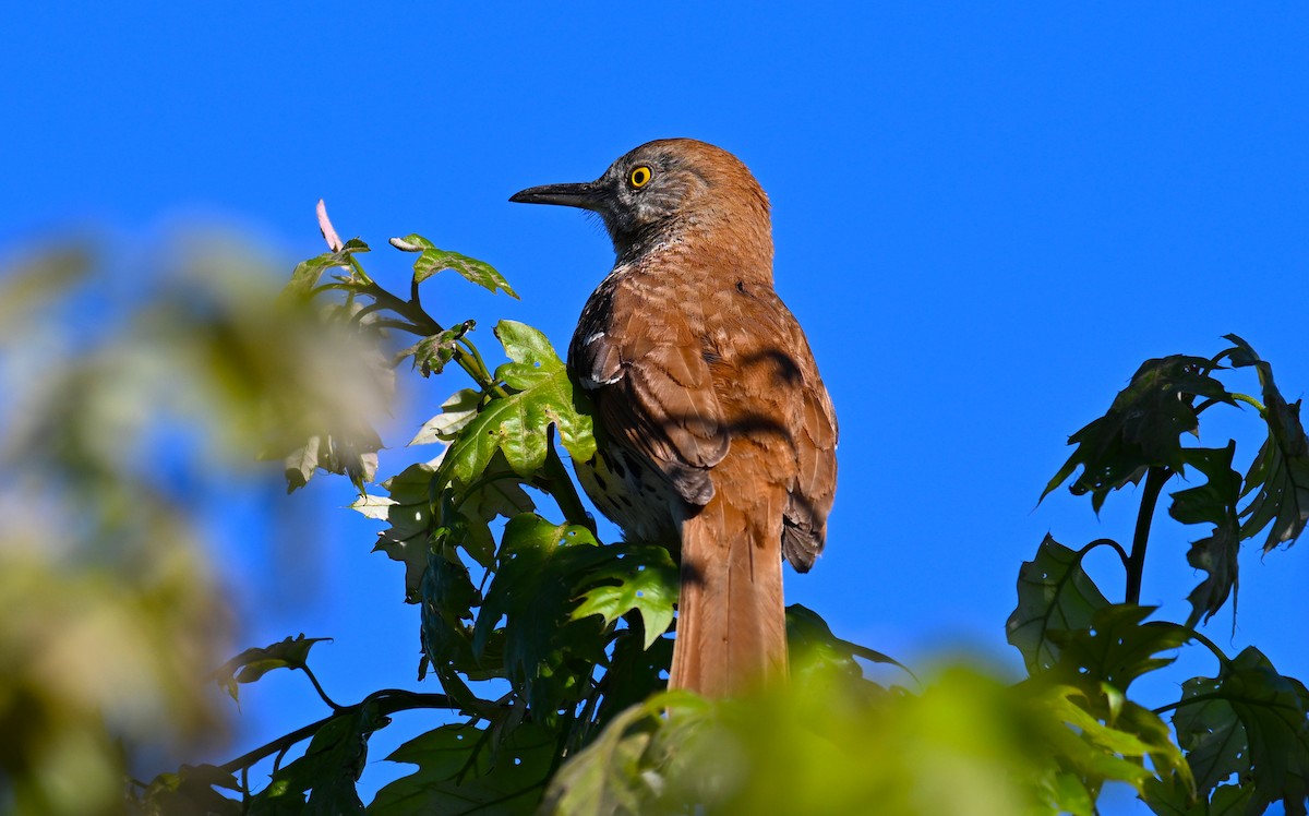 Brown Thrasher - ML620309951