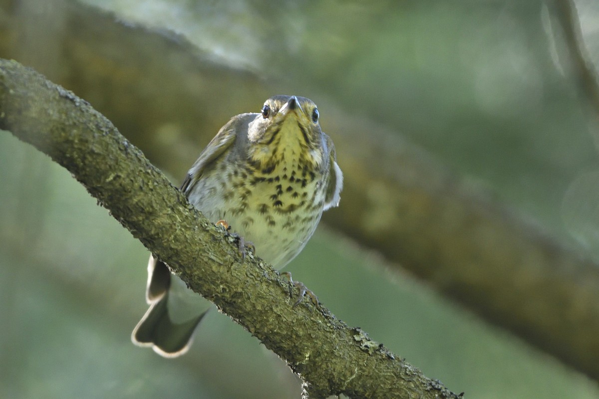 Swainson's Thrush - ML620309957