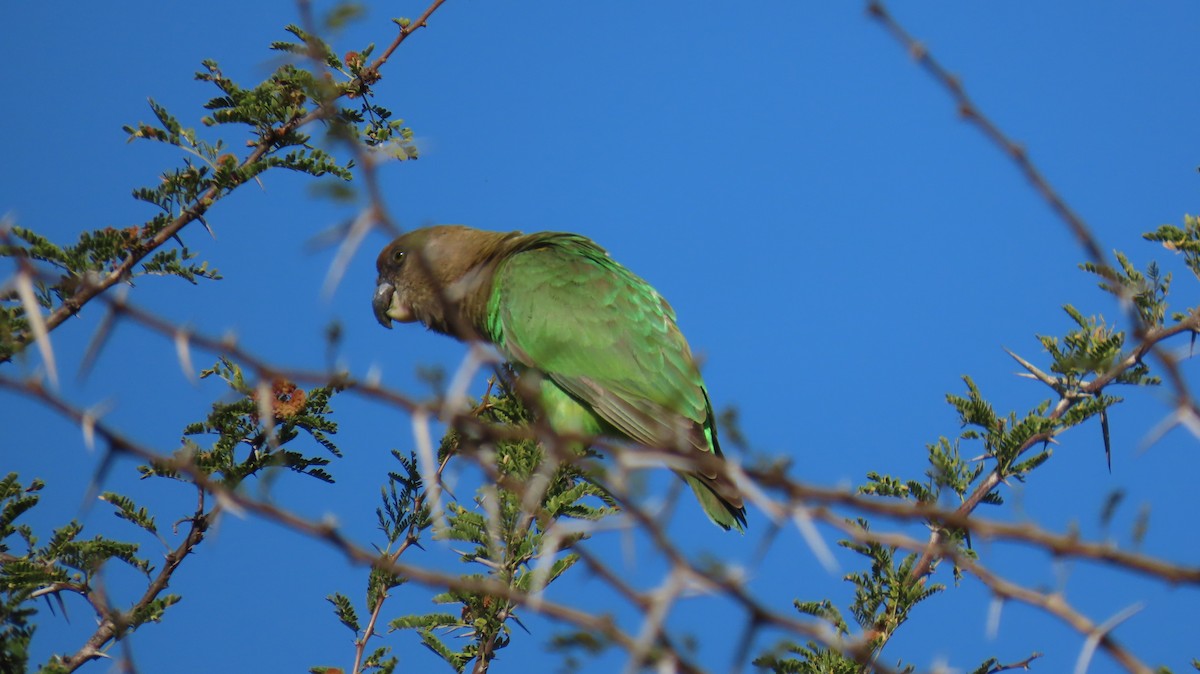 papoušek hnědohlavý - ML620309964