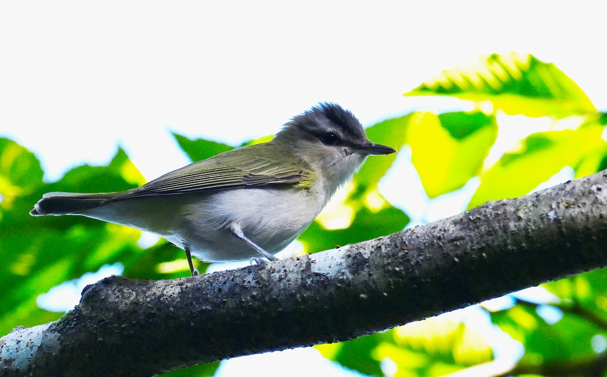 Vireo Ojirrojo - ML620309965