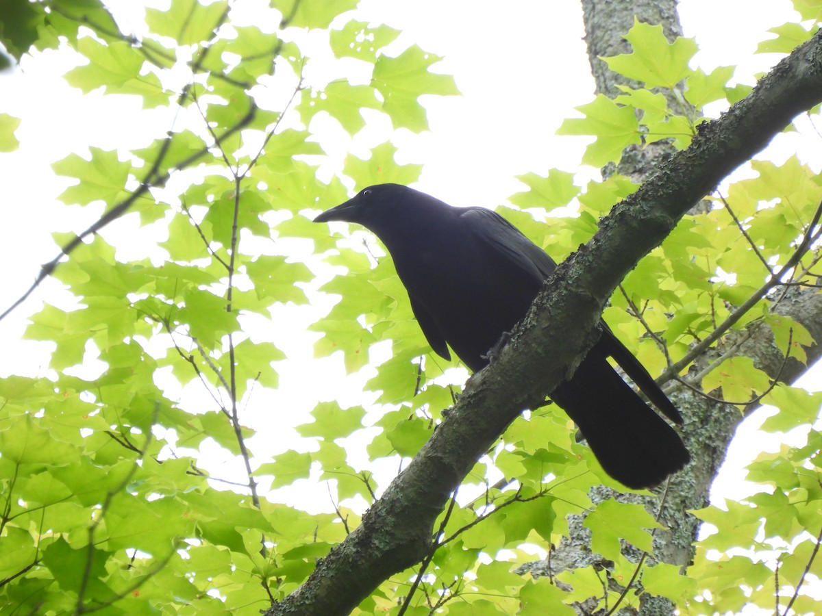 American Crow - ML620309966