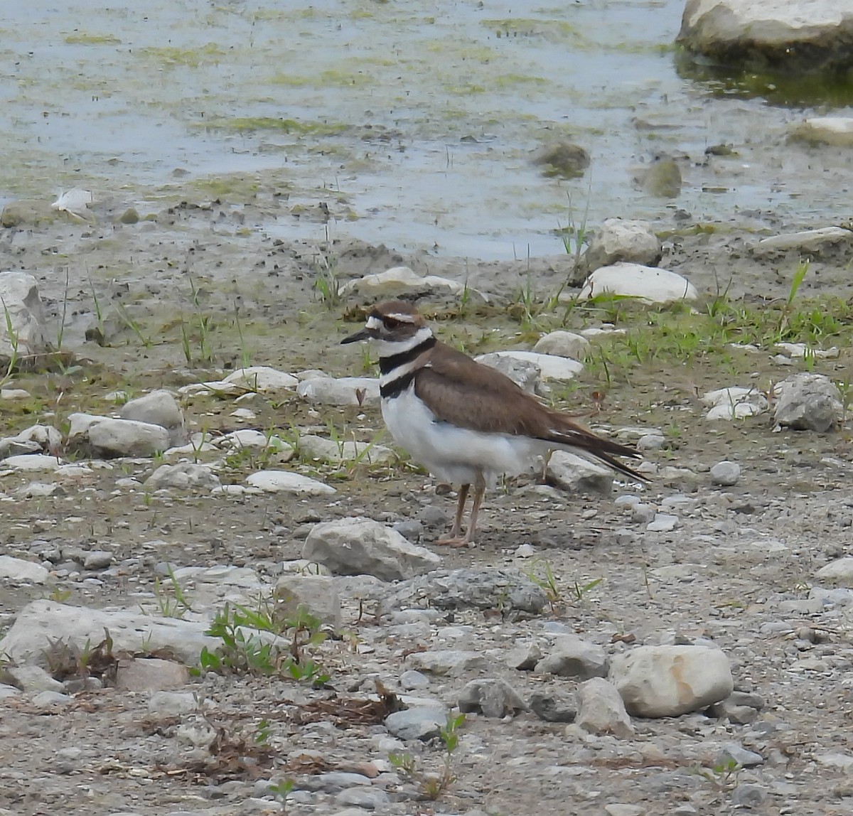 Killdeer - ML620309967