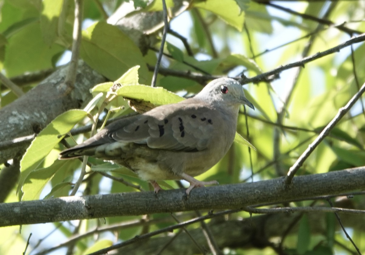Plain-breasted Ground Dove - ML620309970
