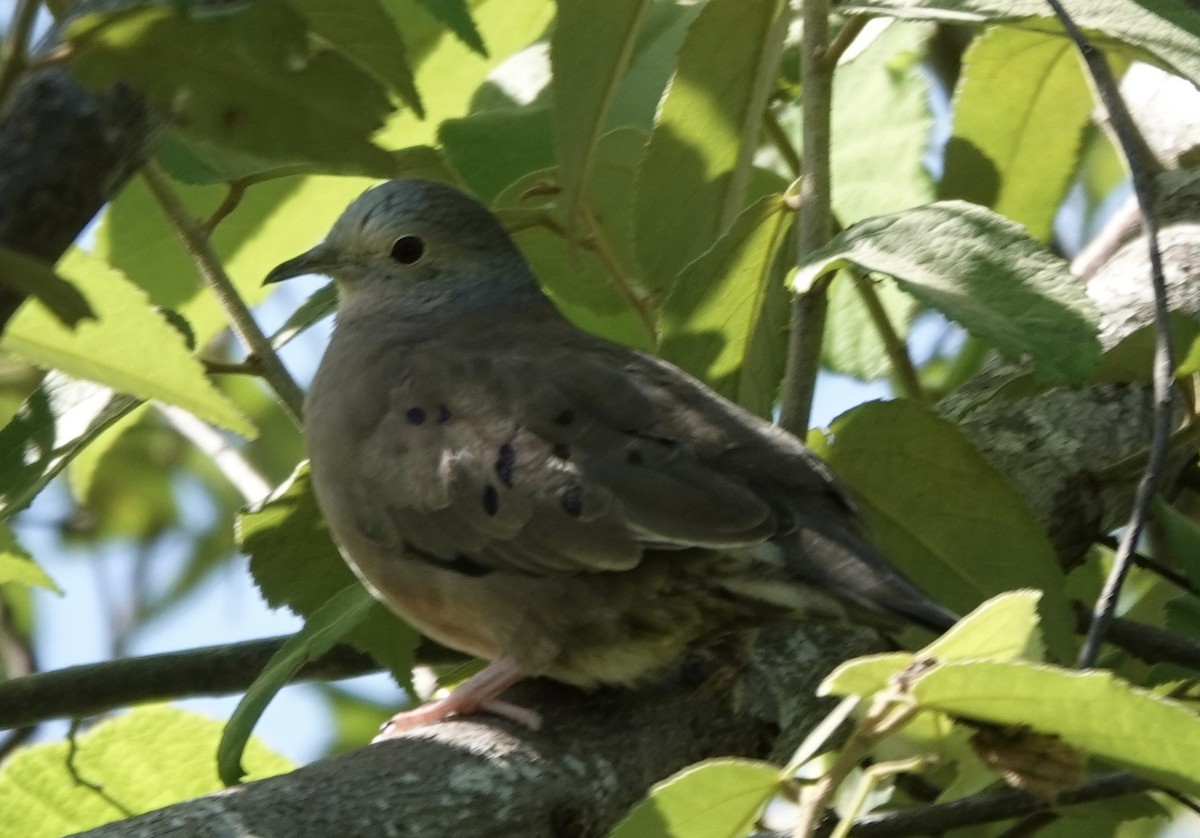 Plain-breasted Ground Dove - ML620309971