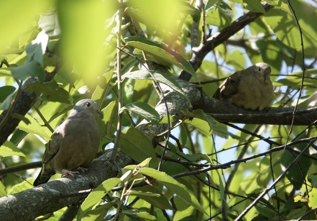 Plain-breasted Ground Dove - ML620309972