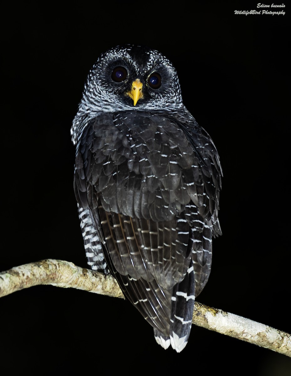 Black-banded Owl (San Isidro) - ML620309989