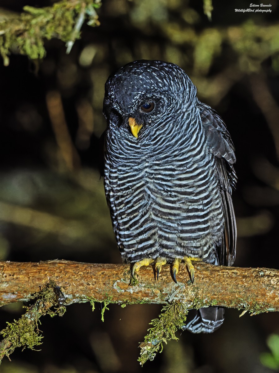Black-banded Owl (San Isidro) - ML620309991