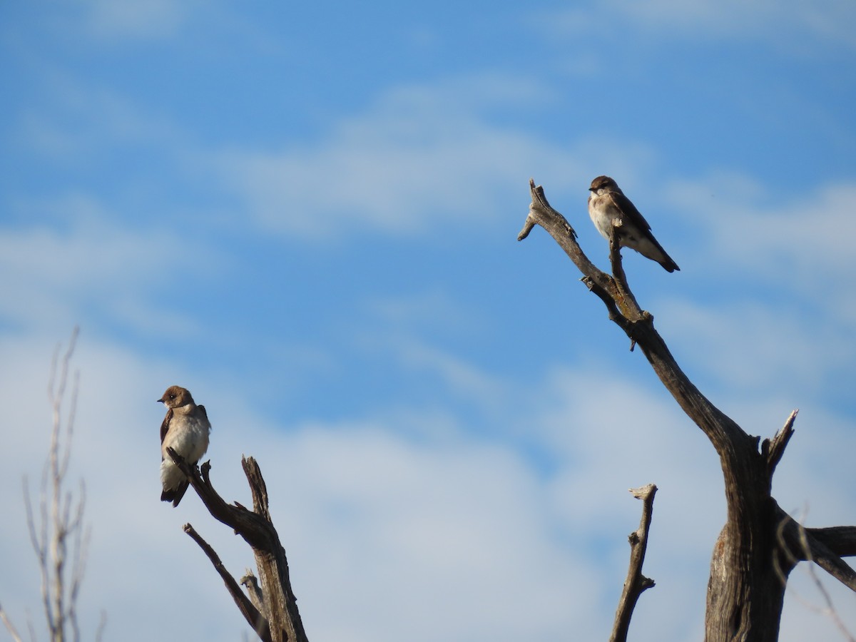 Northern Rough-winged Swallow - ML620309995