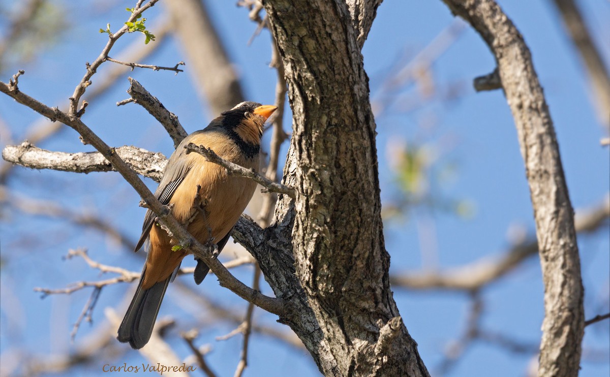 Golden-billed Saltator - ML620309996