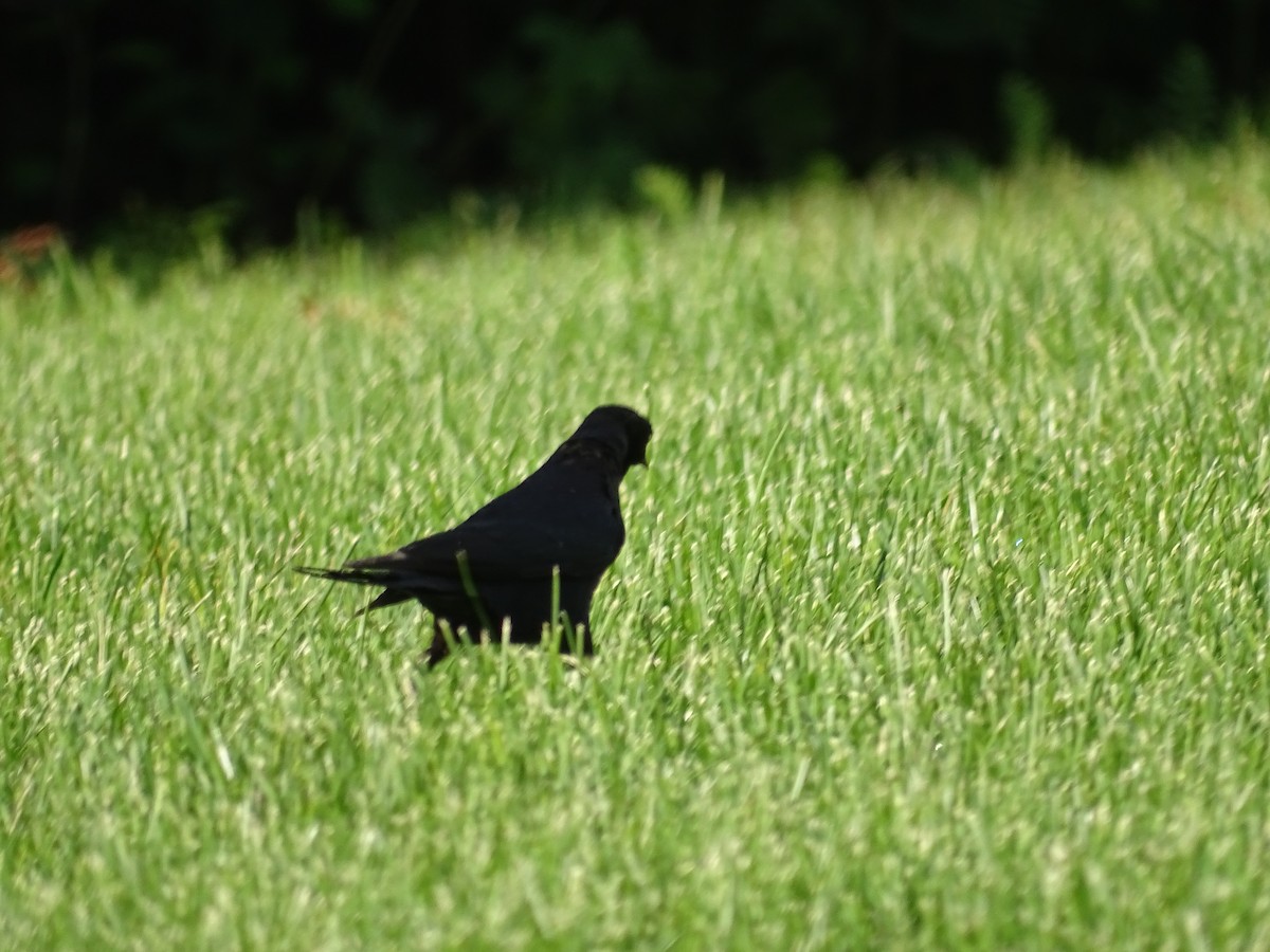 Brewer's Blackbird - ML620309999