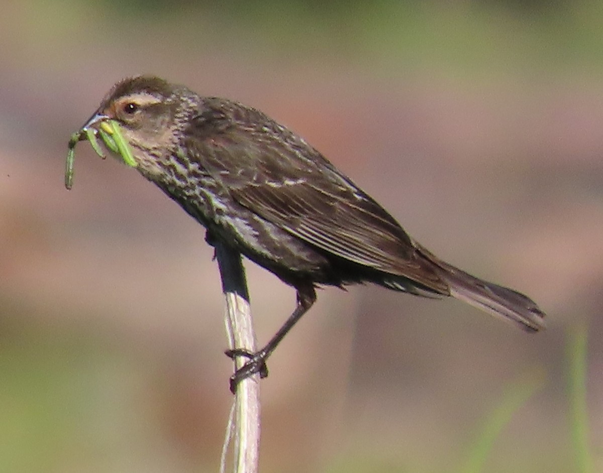 Red-winged Blackbird - ML620310005