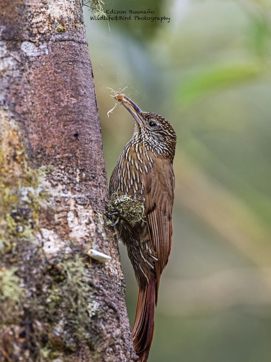 Montane Woodcreeper - ML620310007