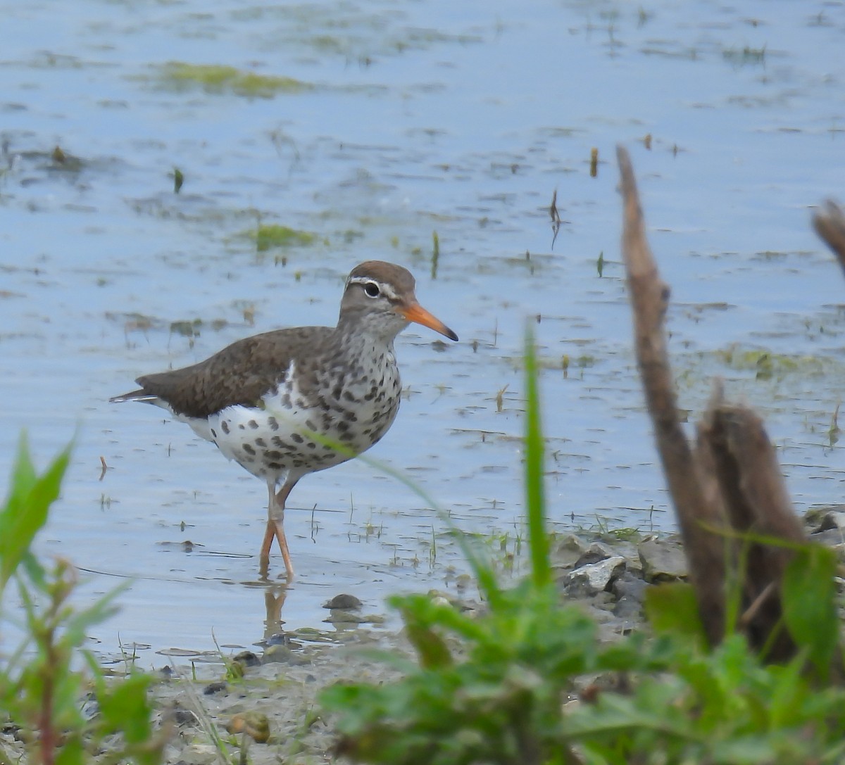 Spotted Sandpiper - ML620310015