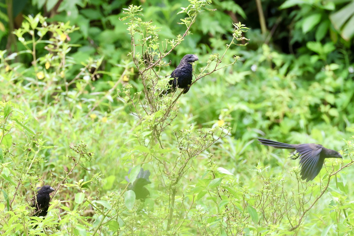 Smooth-billed Ani - ML620310016