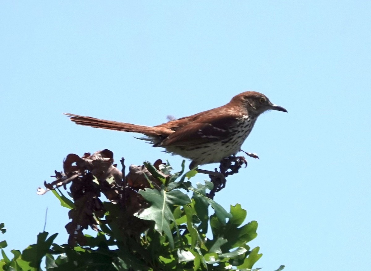 Brown Thrasher - ML620310019