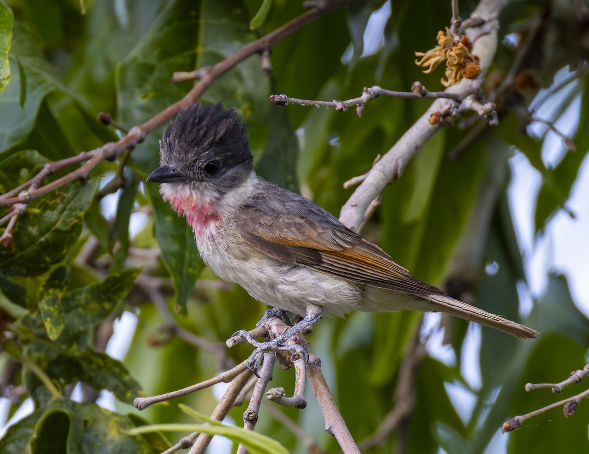 Rose-throated Becard - ML620310034