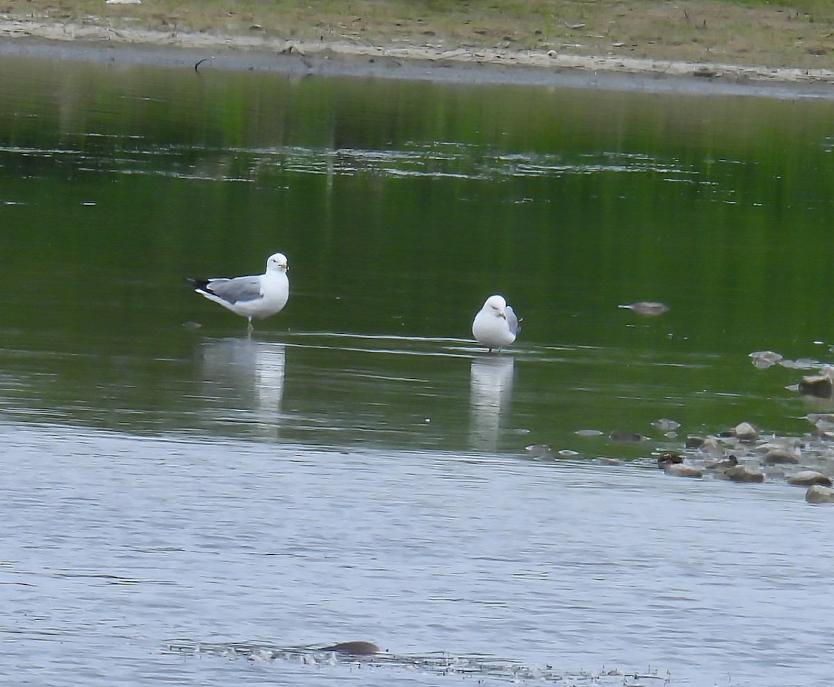 Ring-billed Gull - ML620310035