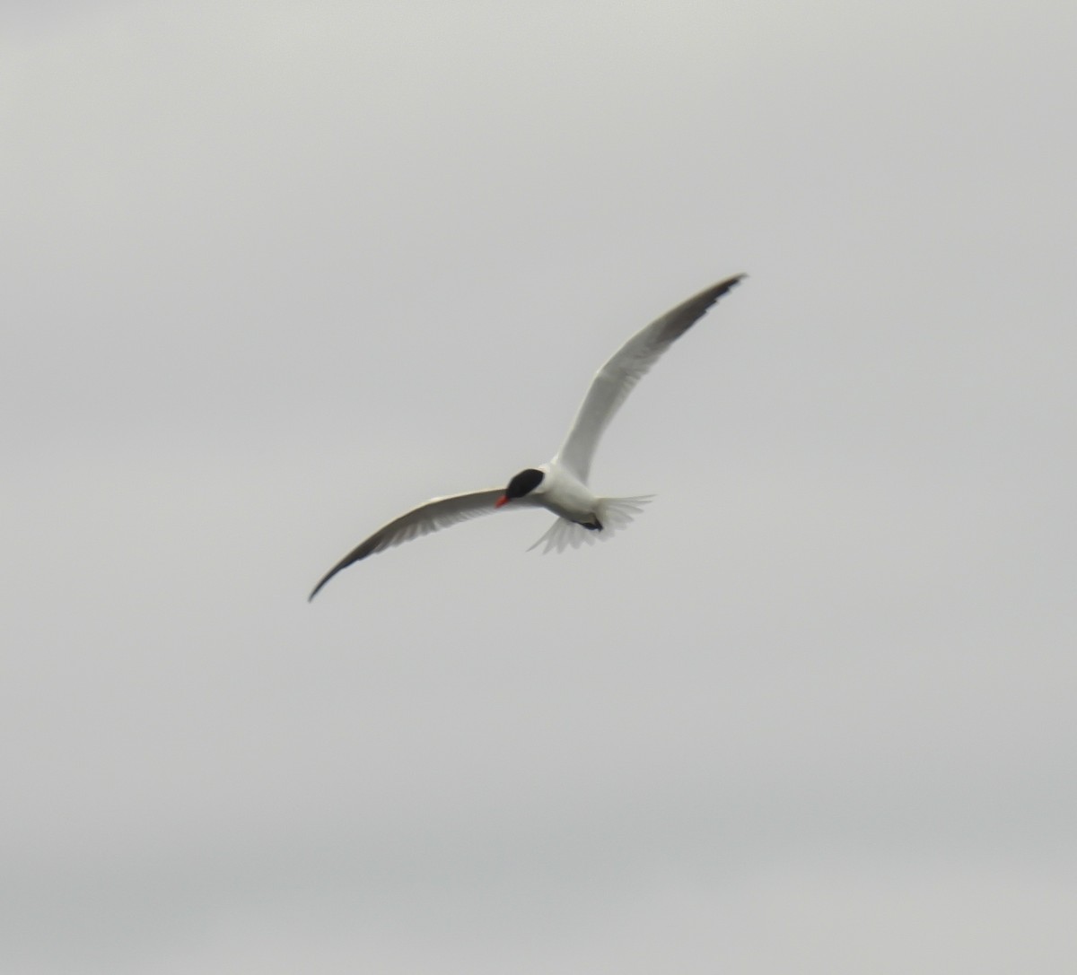 Caspian Tern - ML620310036