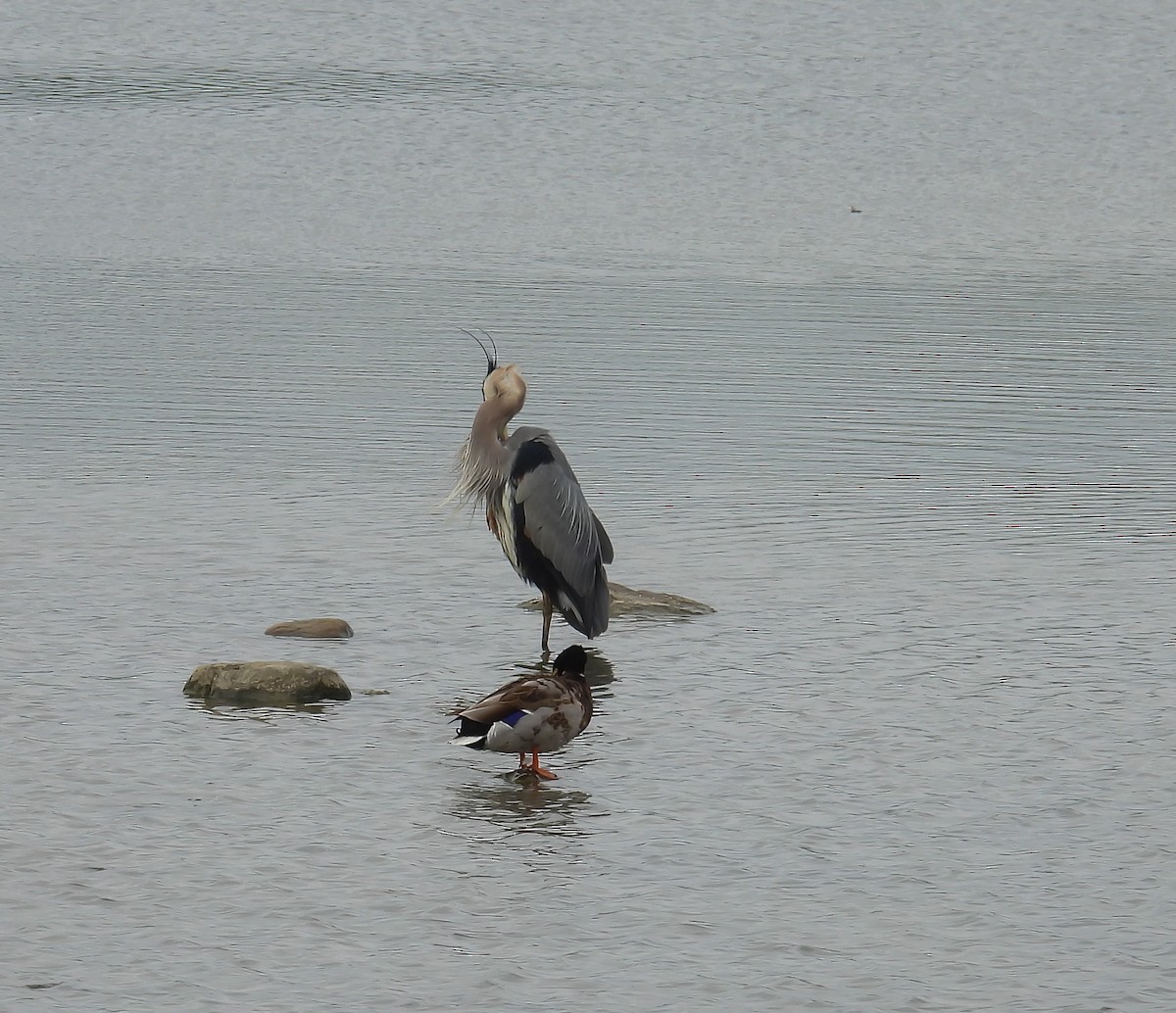 Great Blue Heron - ML620310040