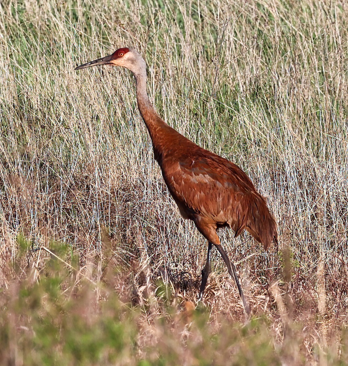 Sandhill Crane - ML620310041