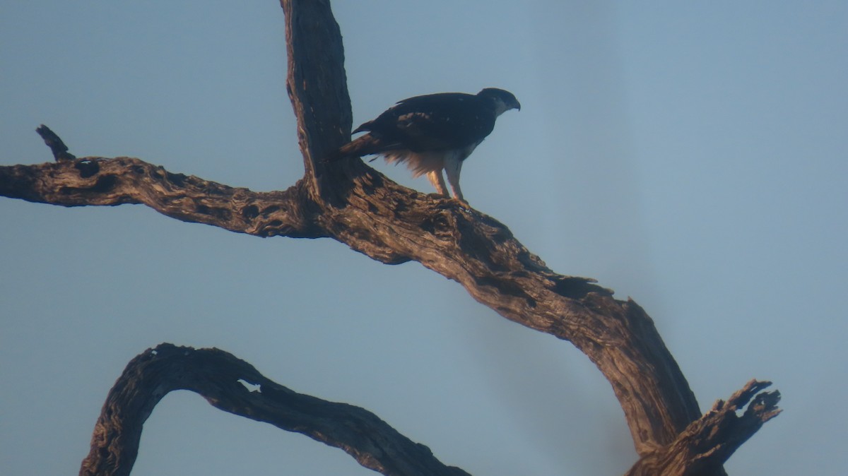 African Hawk-Eagle - ML620310051