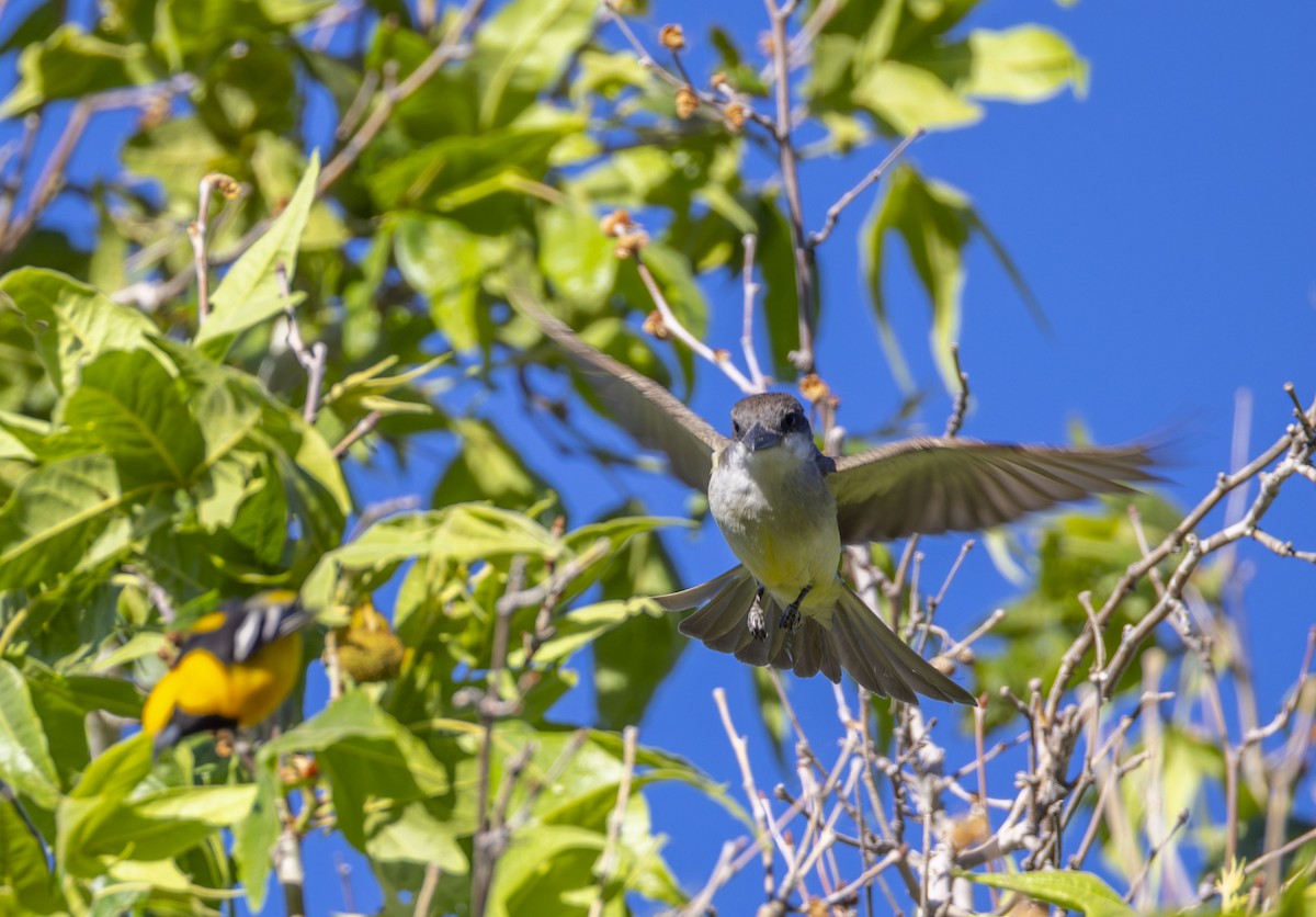 Thick-billed Kingbird - ML620310052