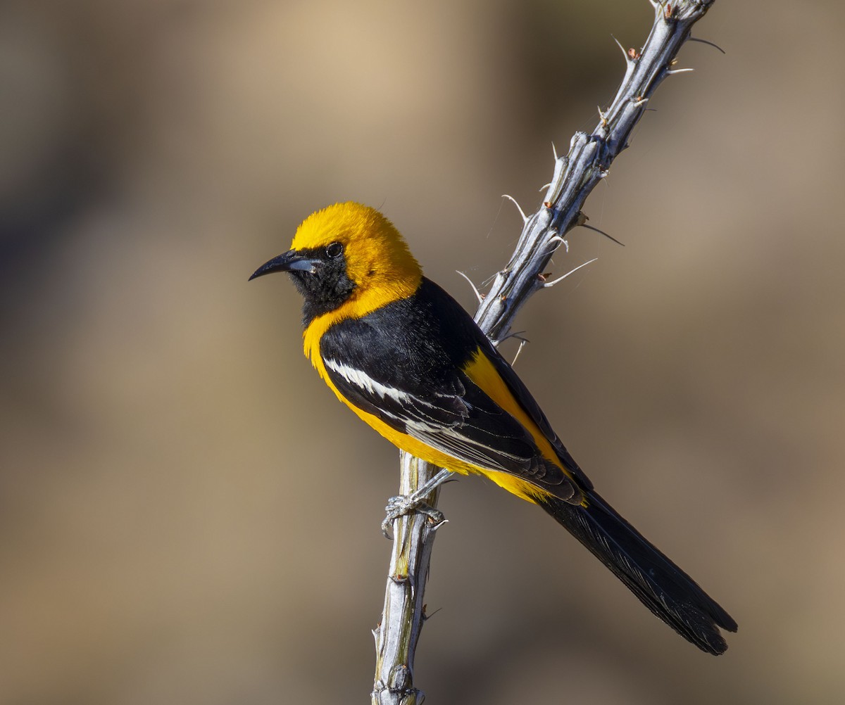 Hooded Oriole - ML620310056