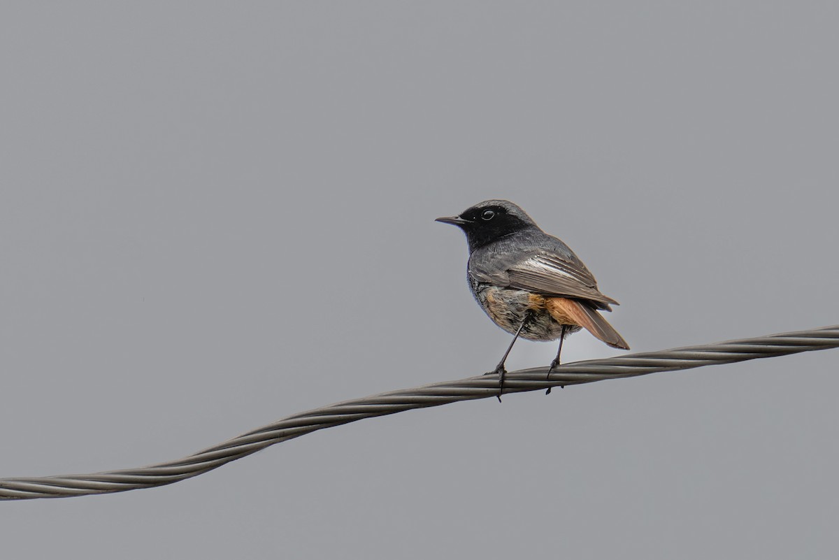 Black Redstart - ML620310064