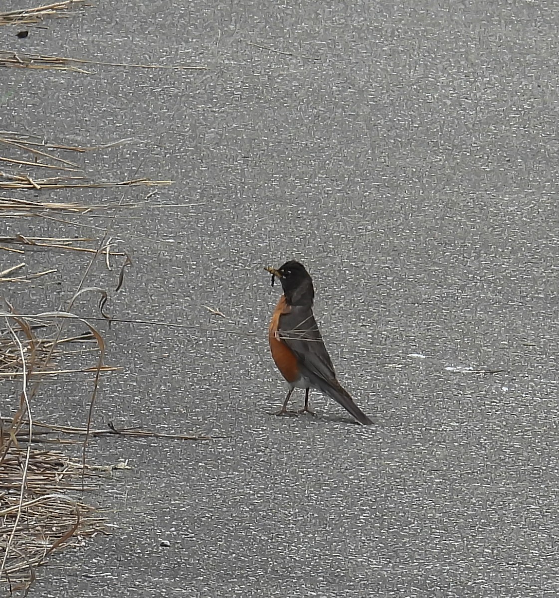 American Robin - ML620310065