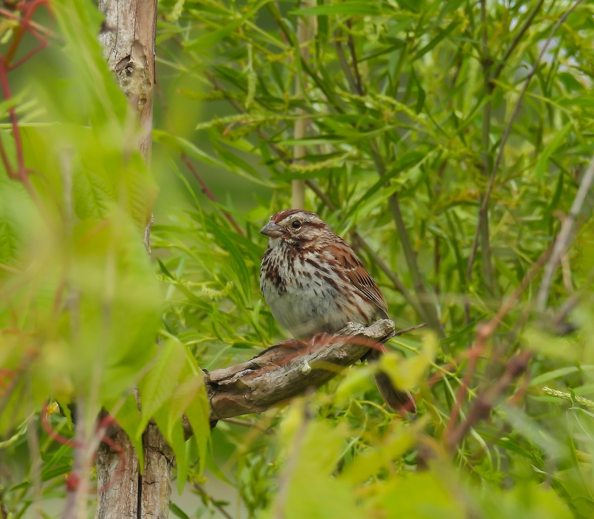 Song Sparrow - ML620310071