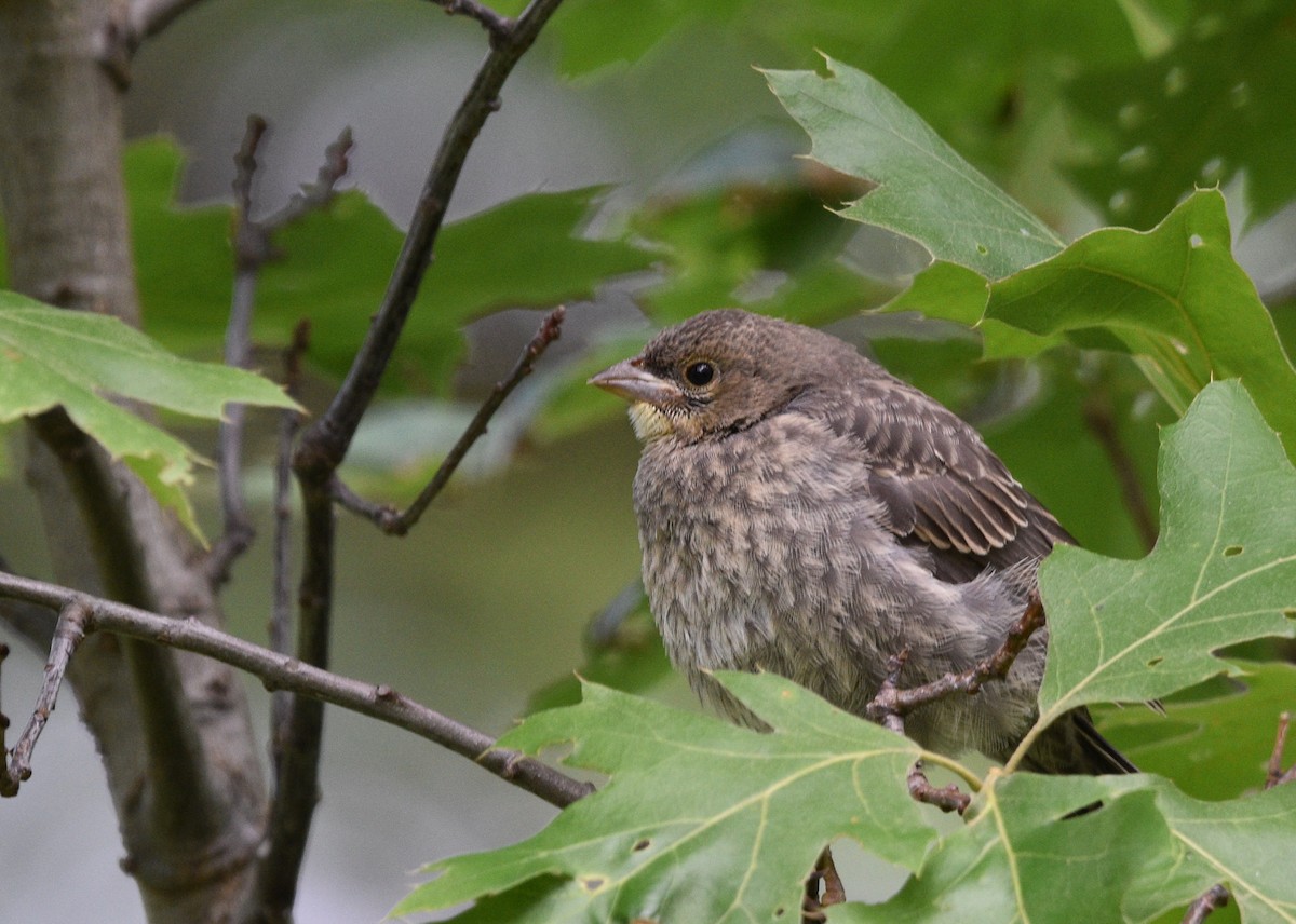 Brown-headed Cowbird - ML620310075